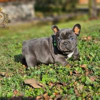 Strepitoso Maschietto Bulldog francese Total Blu