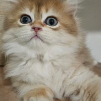 Meraviglioso maschio raro pedigree british Longhai