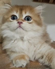 Meraviglioso maschio raro pedigree british Longhai