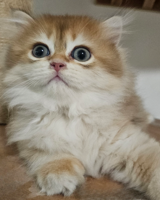 Meraviglioso maschio raro pedigree british Longhai