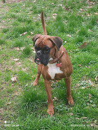 Boxer maschio 3 anni con pedigree - disponibile pe