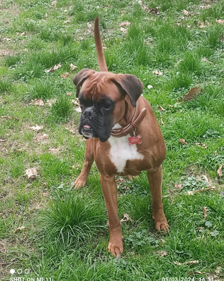 Boxer maschio 3 anni con pedigree - disponibile pe