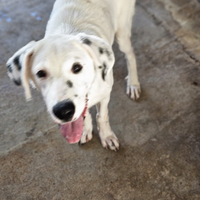 Mix Dalmata cucciolo