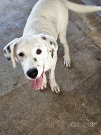 Mix Dalmata cucciolo