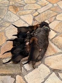 Cuccioli di bassotto tedesco a pelo duro