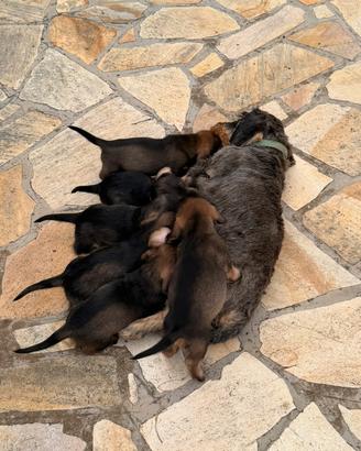 Cuccioli di bassotto tedesco a pelo duro