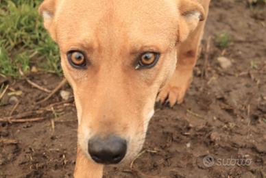 DOLCE sei ancora tanto giovane