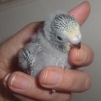 Cocorite all a mano e socializzate