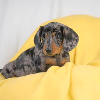 Bassotto NANO Arlecchino