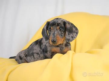 Bassotto NANO Arlecchino