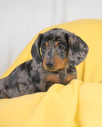 Bassotto NANO Arlecchino