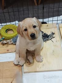 Cucciolo labrador