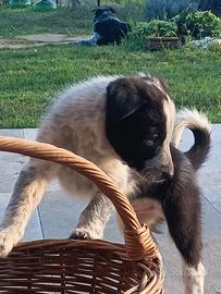 Border collie cuccioli linea da lavoro