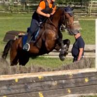 Cavallo Kwpn salto ostacoli mezza fida