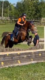 Cavallo Kwpn salto ostacoli mezza fida