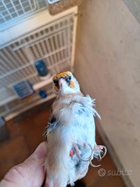 Cardellina favata riproduttrice