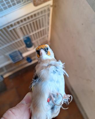 Cardellina favata riproduttrice