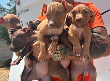 Pitbull con pedigree