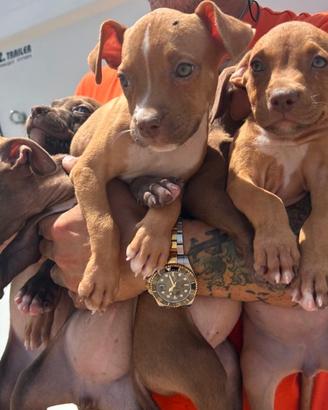 Pitbull con pedigree