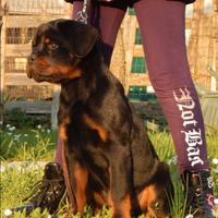 Rottweiler cuccioli