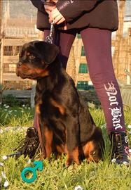 Rottweiler cuccioli