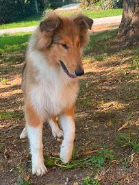 Cucciola Pastore Scozzese/Collie con Pedigree