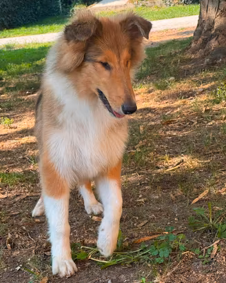 Cucciola Pastore Scozzese/Collie con Pedigree