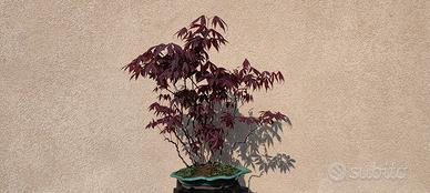 boschetto di aceri antropurpureum