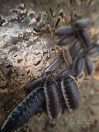 Porcellio sp Sevilla 12 esemplari