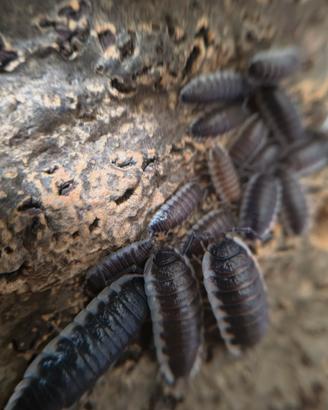 Porcellio sp Sevilla 12 esemplari
