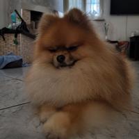 Spitz nano tedesco per monta