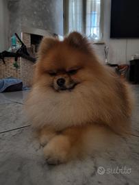 Spitz nano tedesco per monta