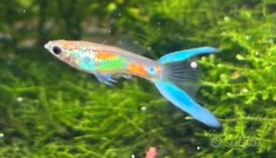 Guppy
