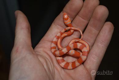 Serpenti nelsoncorn