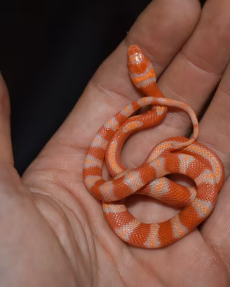 Serpenti nelsoncorn