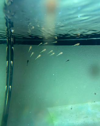 Ancistrus Albini