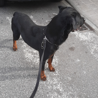 Rottweiler maschio per riprodizione