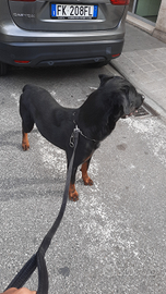 Rottweiler maschio per riprodizione