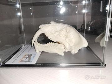 Riproduzione fossile