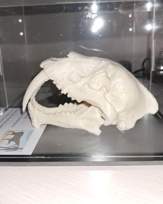 Riproduzione fossile