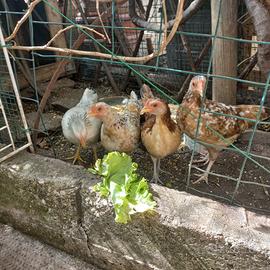 Galline/Galletti mugellesi