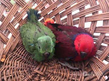 Pappagalli Ecletto DA IMBECCO