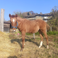 Puledro Criollo X Quarter