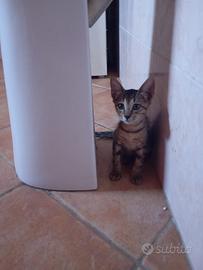 Elviss gattino 2 mesi