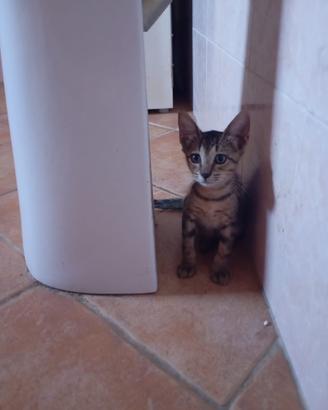 Elviss gattino 2 mesi