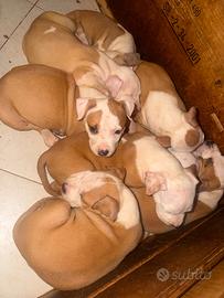 Amstaff