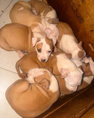 Amstaff