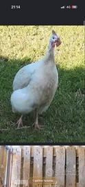 Coppia faraone