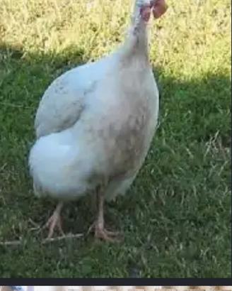 Coppia faraone