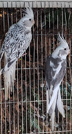 Coppia calopsite faccia bianca 2024